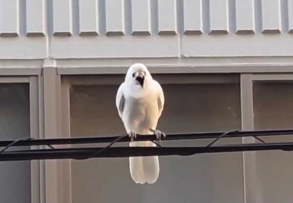 白色乌鸦罕见现身京都。X@kyotoshidoubut1 白色乌鸦罕见现身京都。X@kyotoshidoubut1