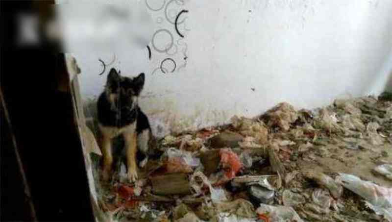 牧羊犬的居住環境惡劣,基本沒地方落腳。網圖