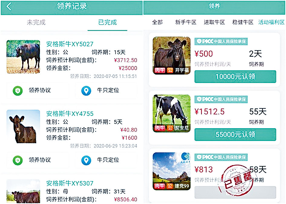 ■互聯網上有很多「雲養牛」的推介。