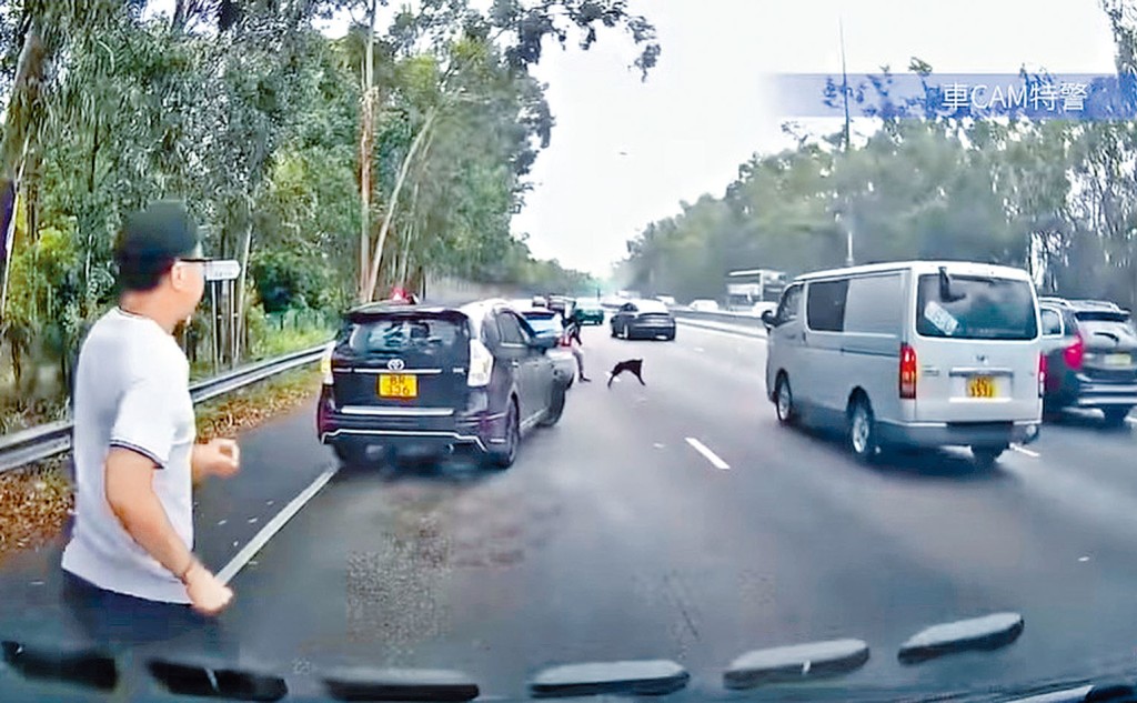 黑狗在公路亂奔,多名愛心司機合力將小狗趕引到旁安全位置。