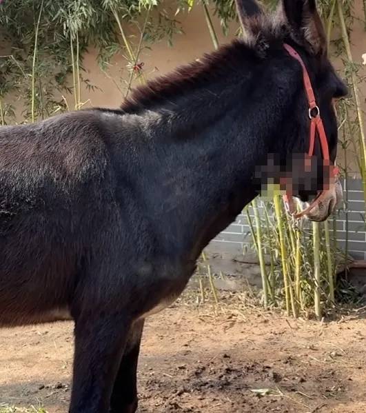 河南600年古村變「短劇村」，動物臨記片酬可觀，「驢影后」一天¥500。