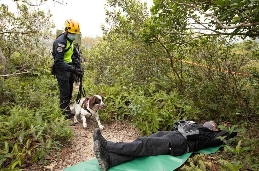 搜救犬參與攀山拯救行動演習。圖片由消防處提供
