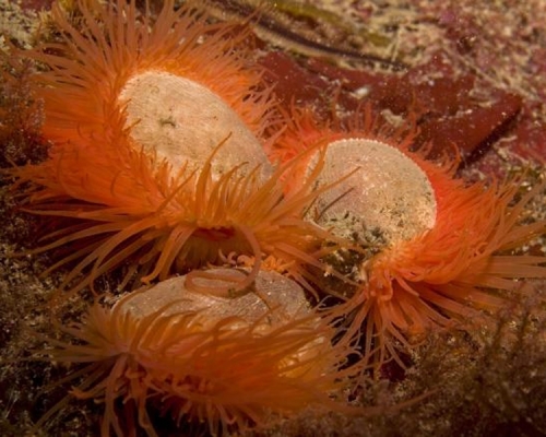 多達2.5億隻火焰貝在蘇格蘭卡倫湖底默默活着。（資料圖片）