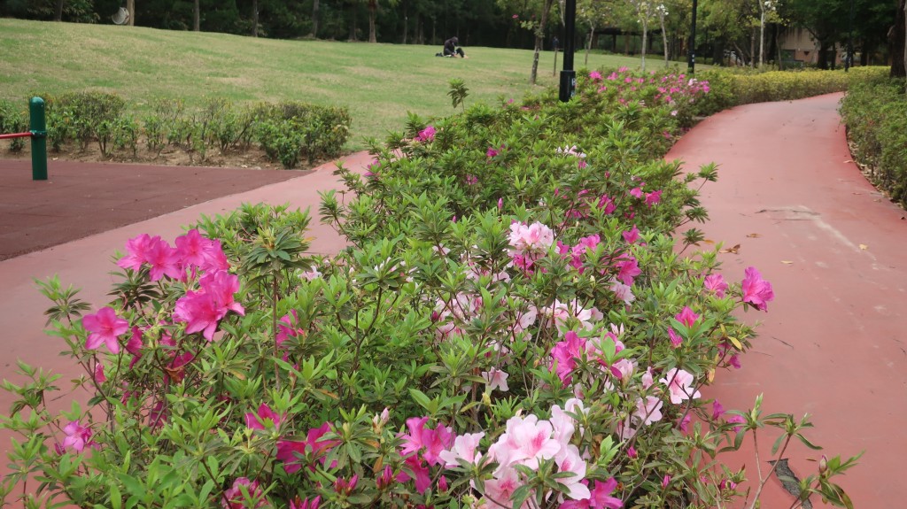 荔枝角公園杜鵑花開（一）。康民署「賞花情報」截圖