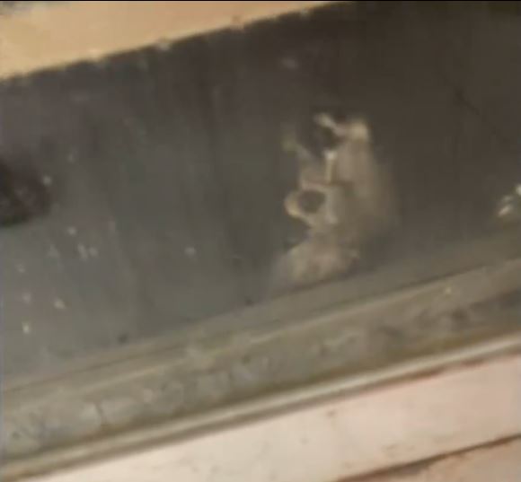 海南有小食店的蒸櫃內有死老鼠。