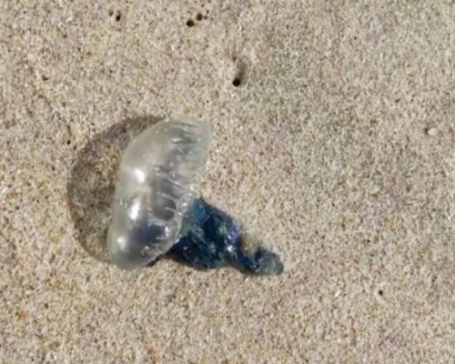 泰国海滩剧毒水母为患。网上图片