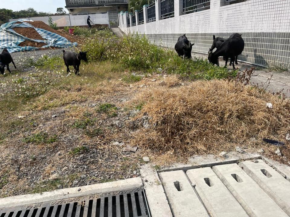 本港有網民早前放上黑草羊相片，但無列明地點。網圖