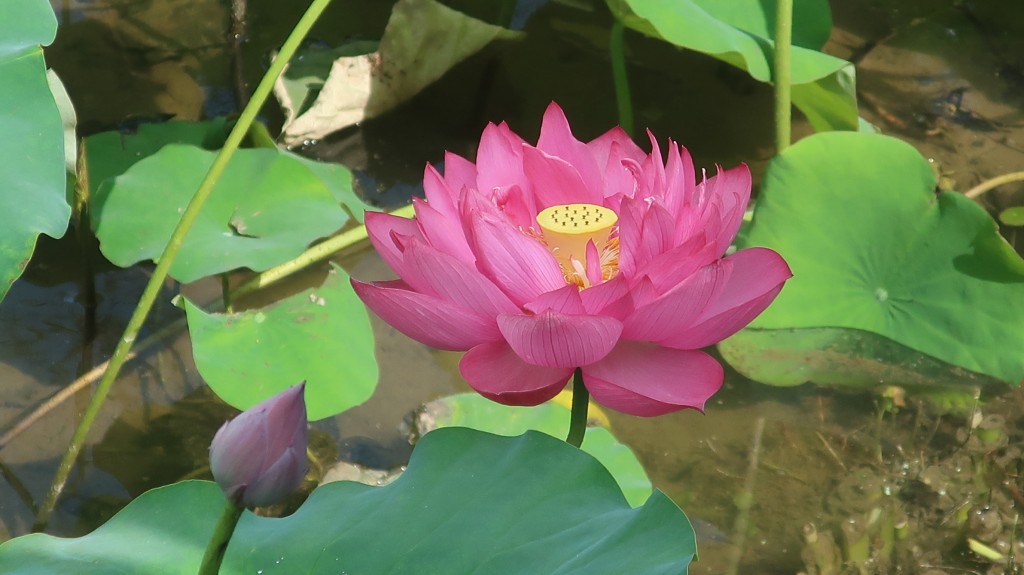 城門谷公園荷花。「康文賞花情報」截圖 城門谷公園荷花。「康文賞花情報」截圖
