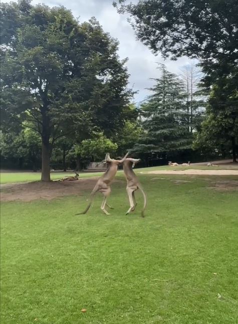 有遊客在網上發文，稱在上海野生動物園袋鼠打傷。