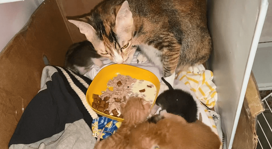 貓媽媽剛生育6隻貓BB。貓主提供