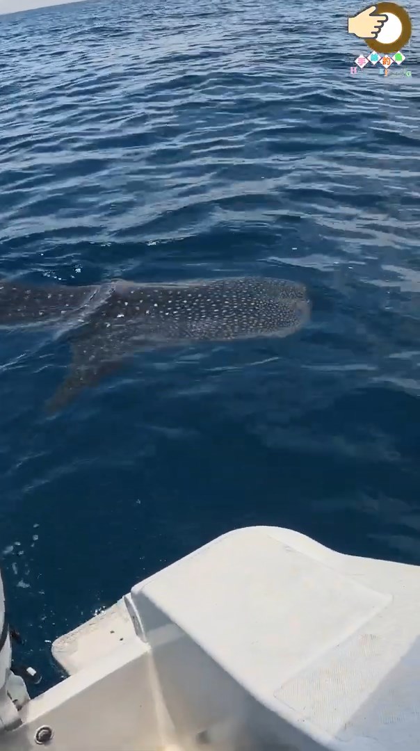 一條身長近兩米的鯨鯊於果洲群島一帶的水域出現。片段截圖