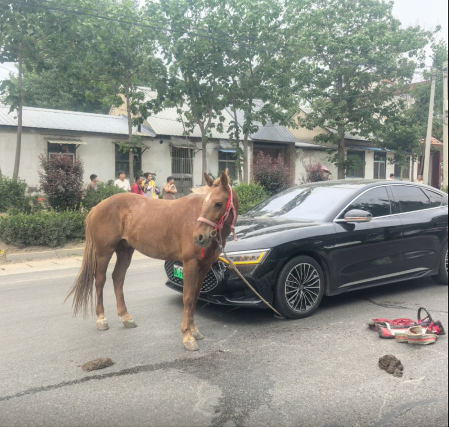 撞車的馬也受了傷。