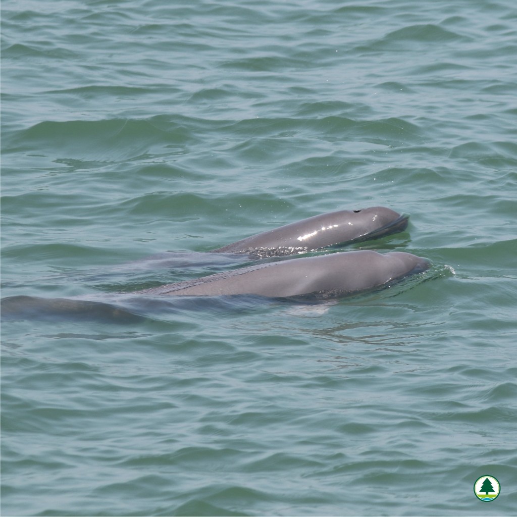 设立南大屿海岸公园，是想重点保育中华白海豚及江豚的栖息地。渔护署fb图片