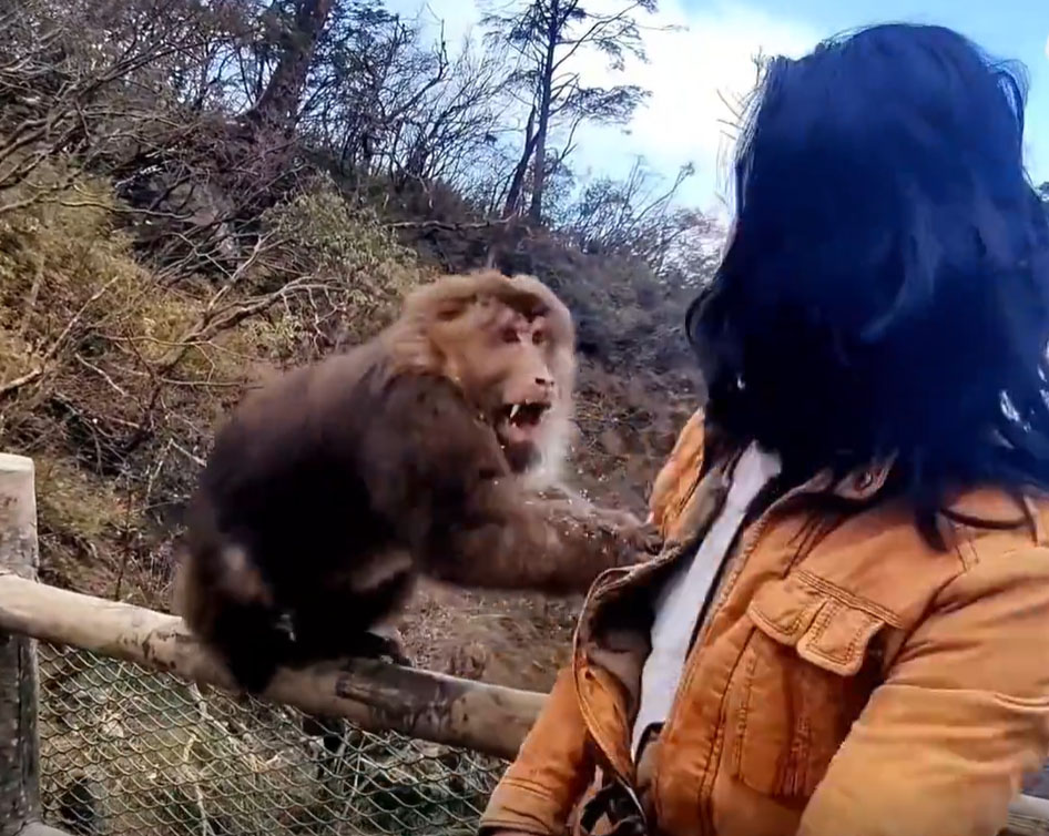 猴子瞬间出拳袭击男子。 网片截图