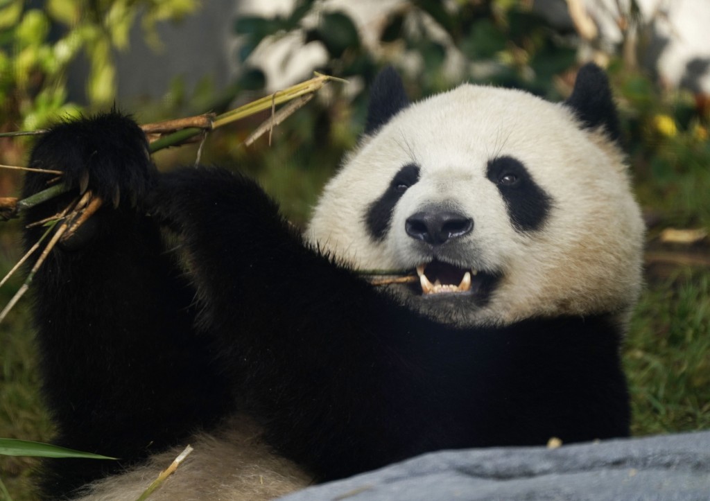 聖迭戈動物園舉行大熊貓新館開館儀式，大熊貓「雲川」和「鑫寶」正式與遊客見面。中新社