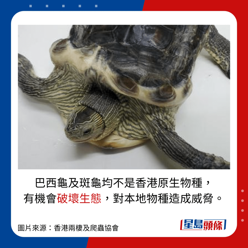 巴西龜及斑龜均不是香港原生物種，有機會破壞生態，對本地物種造成威脅。