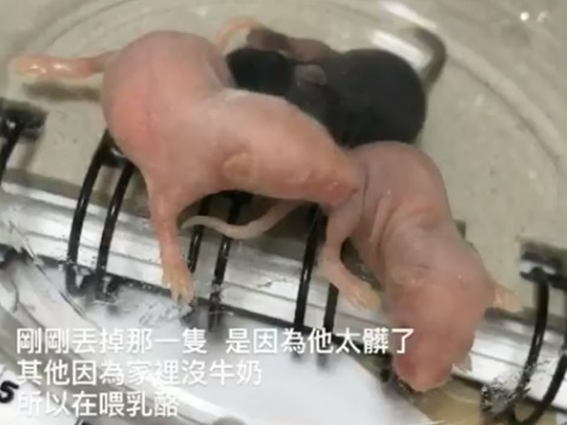 受虐倉鼠bb尚未開眼。fb圖片