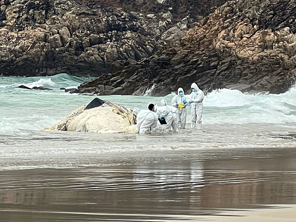 海洋公園和漁護署人員到場處理屍體。讀者提供