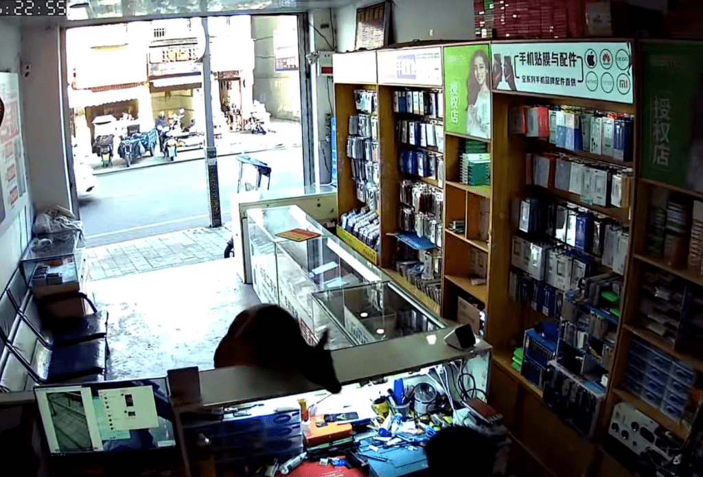 一隻麂闖入手機店，躍過櫃檯飛撲店員。