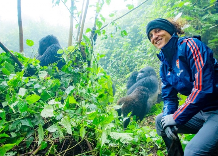大衞雷斯曾到卢旺达睇大猩猩。网上图片