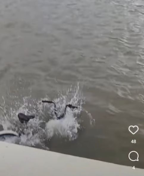 共亨單車沉沒於河水中。網上影片截圖