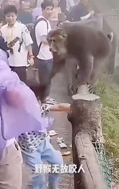 内地屡发生猴子攻击游客事件。