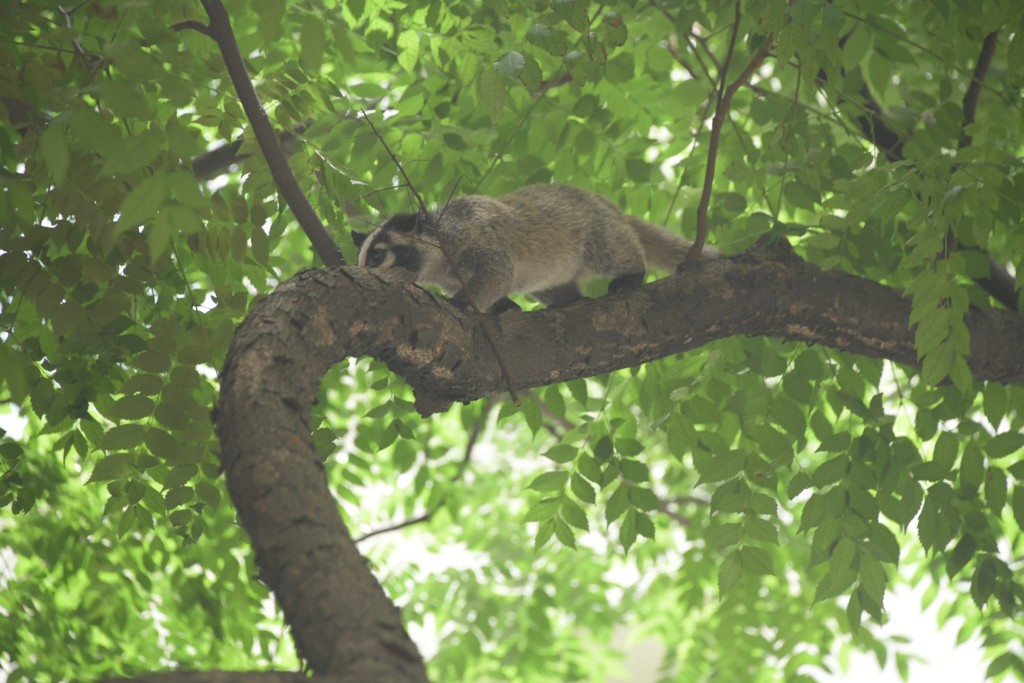 2022-05-29  果子狸游走坚尼地城公园树上 爱协视察后指无危险。资料图片