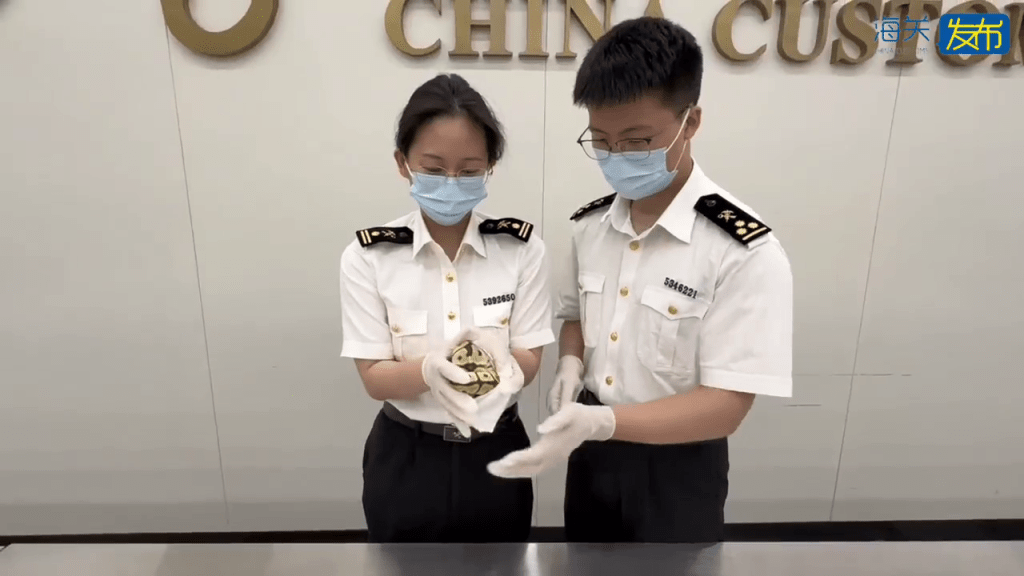 被截获的“球蟒”以白袜包裹。 海关发布