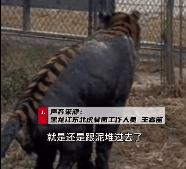哈爾濱網紅東北虎「二埋汰」愛碌泥氹,相親屢遭母虎嫌棄。 哈爾濱網紅東北虎「二埋汰」愛碌泥氹,相親屢遭母虎嫌棄。