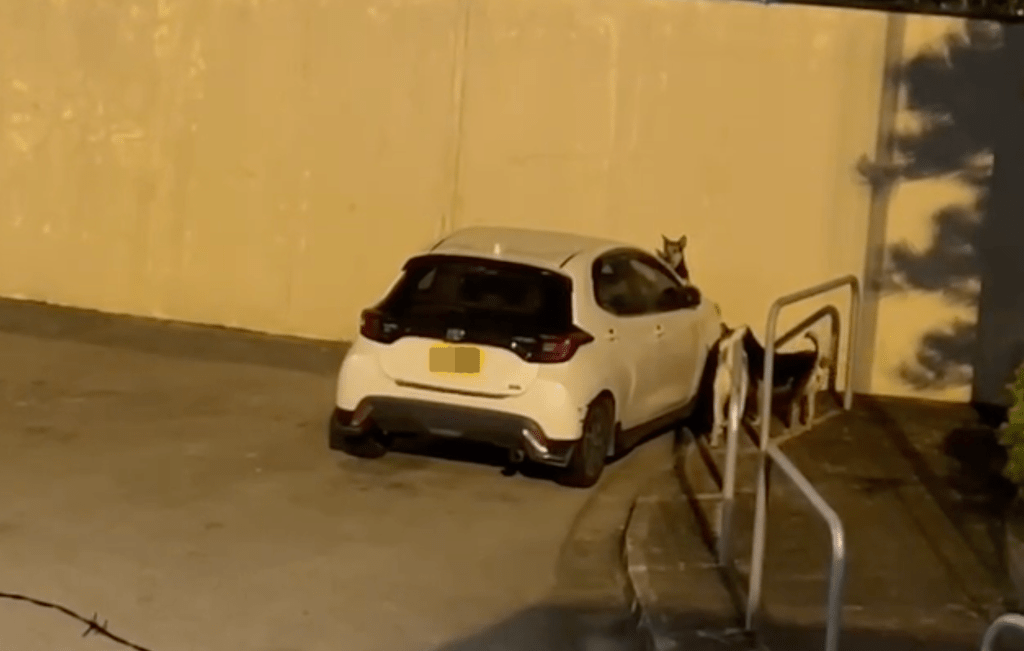 4隻流浪狗包圍私家車,其中一隻多次拉扯泵把。Facebook 香港突發事故報料區及討論區 影片截圖 4隻流浪狗包圍私家車,其中一隻多次拉扯泵把。Facebook 香港突發事故報料區及討論區 影片截圖