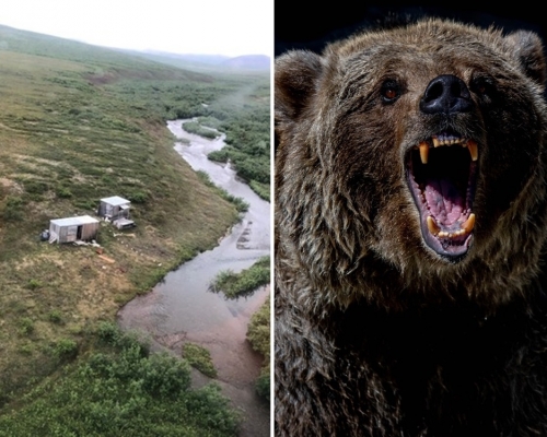 阿拉斯加一名男子被同一隻灰熊(右，unsplash示意圖)襲擊連續一周後方獲救出。