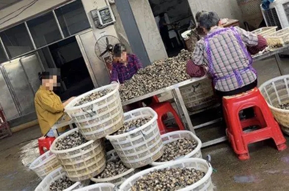 湖南漢壽縣有商販大量收購野生福壽螺冒充田螺銷售。