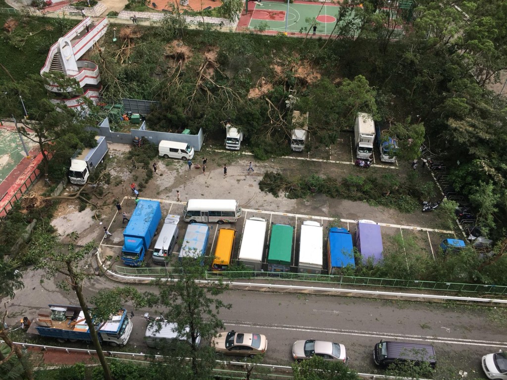 竹園北邨多棵大樹被連根拔起。讀者提供