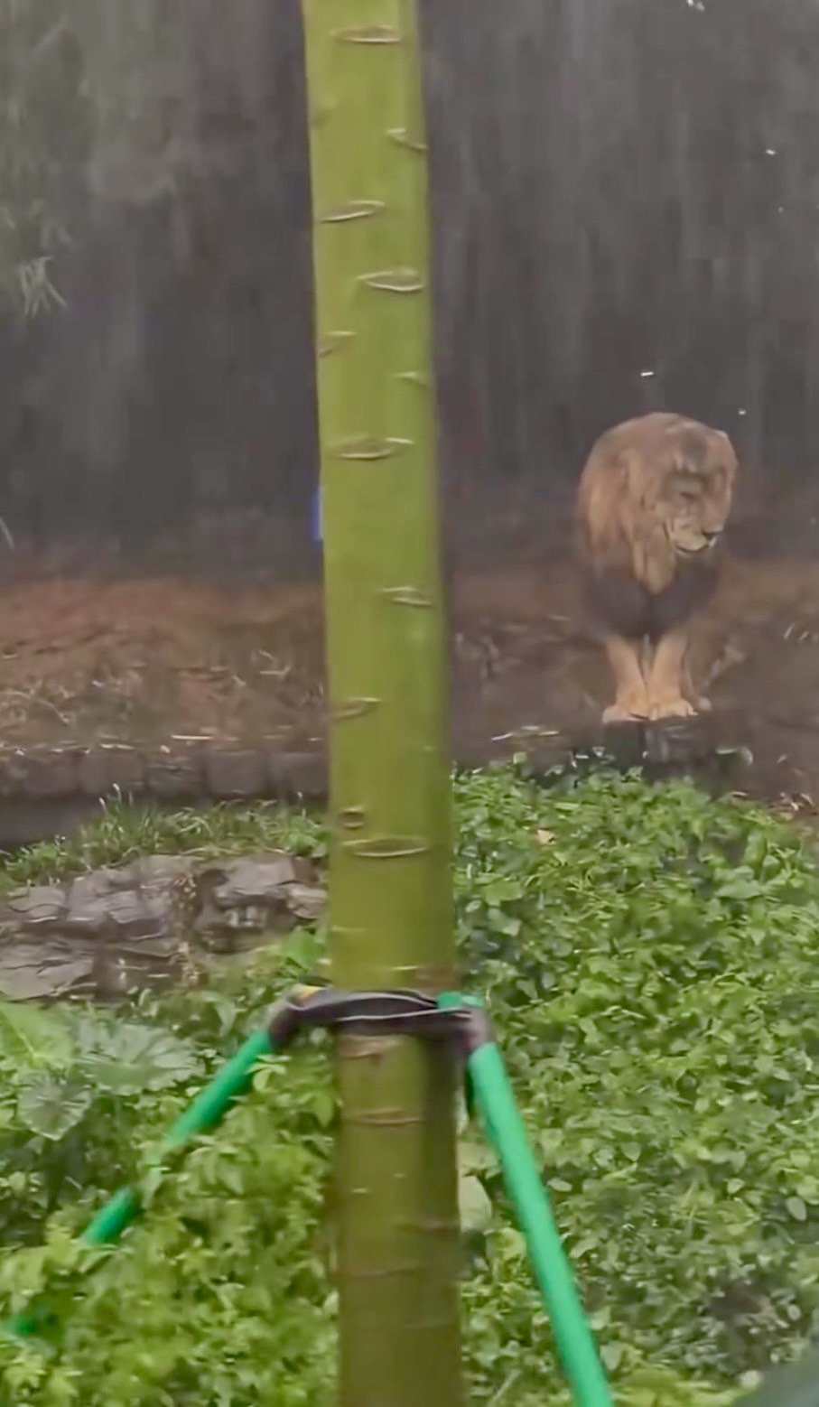 长隆野生动物世界狮子淋雨失恋样惹关注。 长隆野生动物世界狮子淋雨失恋样惹关注。