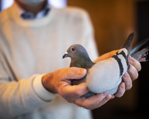 中国神秘买家花近1500万买下比利时赛鸽。ap图