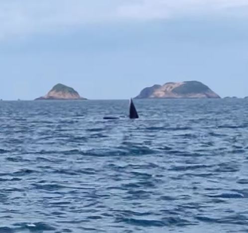 渔护署早前呼吁市民，发现鲸鱼后应保持适当距离，减低意外碰撞机会。网民Simon Lau片段