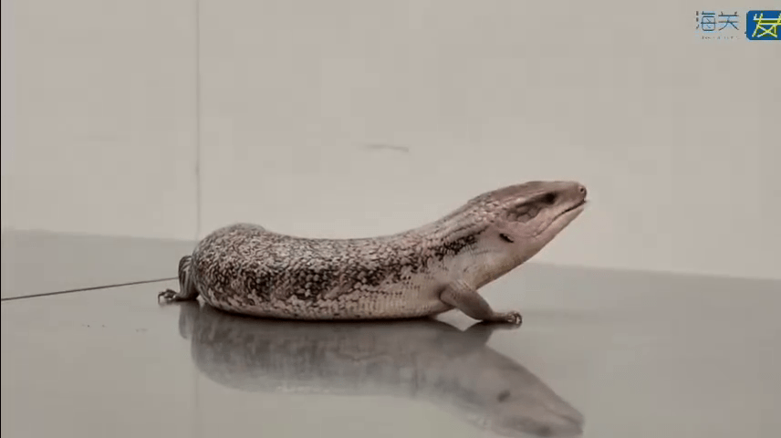 被搜出的活体蜥蜴。