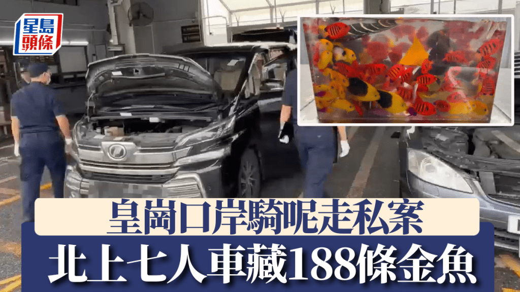 涉案七人車被揭發藏有近200條金魚。海關發布