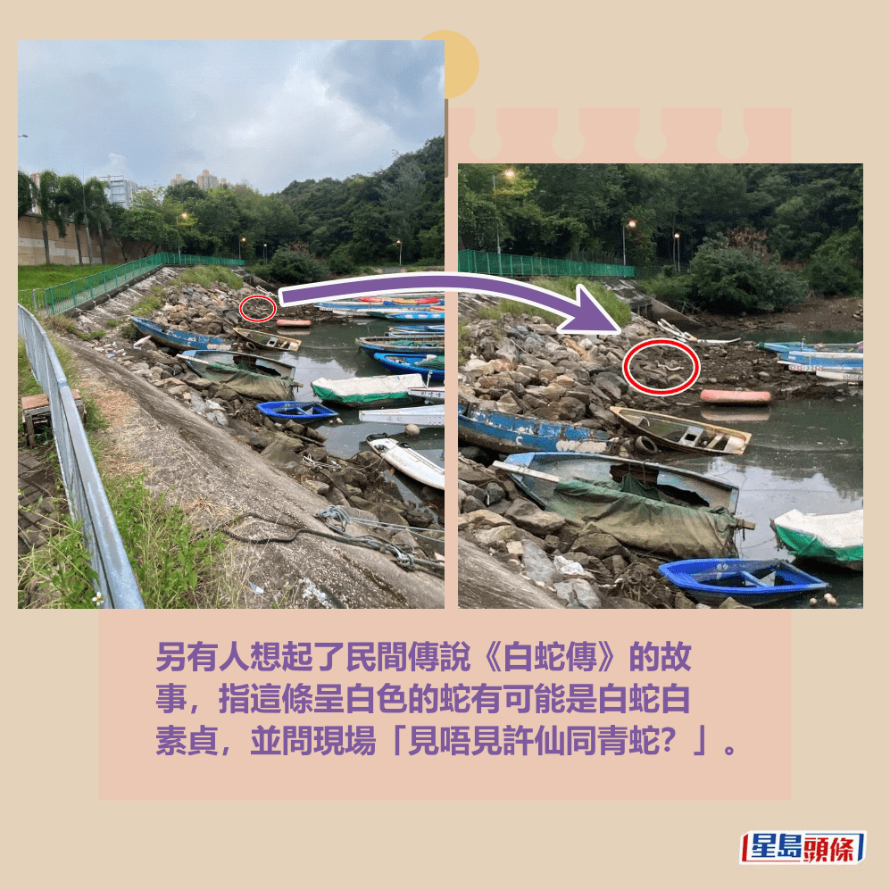 另有人想起了民間傳說《白蛇傳》的故 事,指這條呈白色的蛇有可能是白蛇白 素貞,並問現場「見唔見許仙同青蛇?」。fb「將軍澳主場」截圖 另有人想起了民間傳說《白蛇傳》的故 事,指這條呈白色的蛇有可能是白蛇白 素貞,並問現場「見唔見許仙同青蛇?」。fb「將軍澳主場」截圖