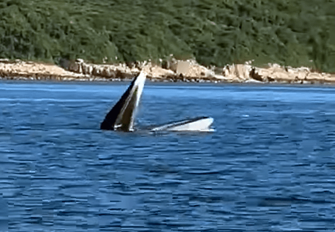 鯨魚不時浮出水面張開大口。