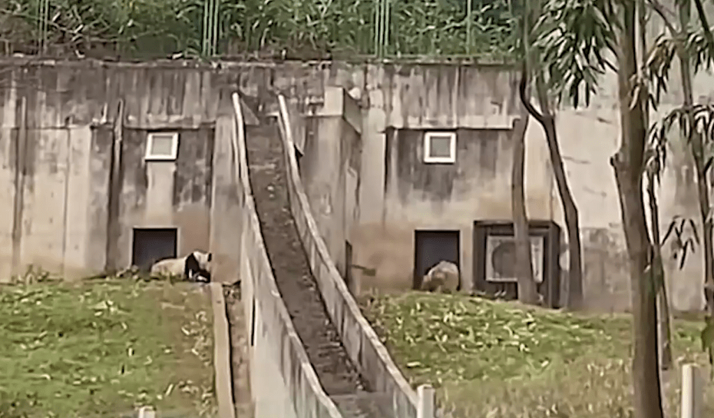 影片可見，飼養員多次伸出鐵鏟，大熊貓一直後退躲避。