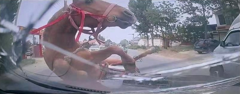 公路上私家車接上沒有管的馬。