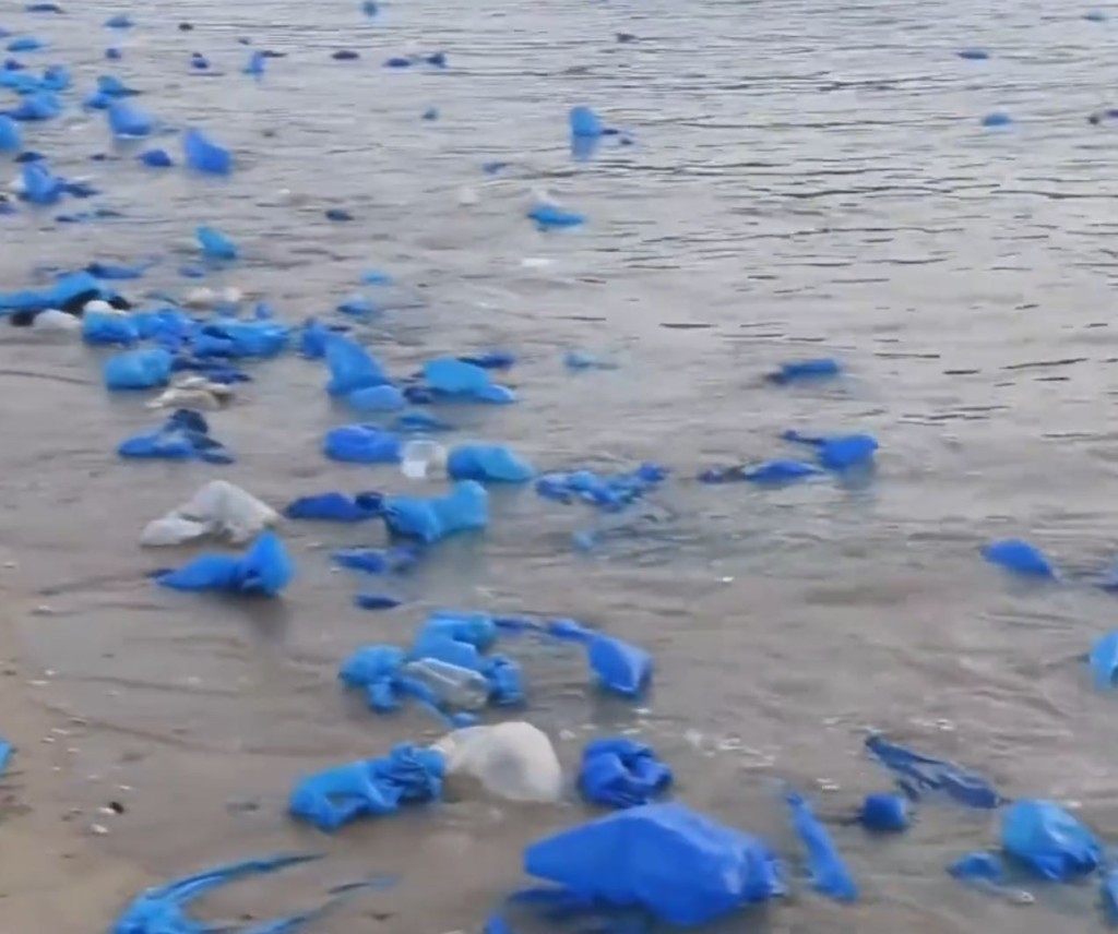 游客观看“蓝眼泪”后遗下大量胶鞋套垃圾。