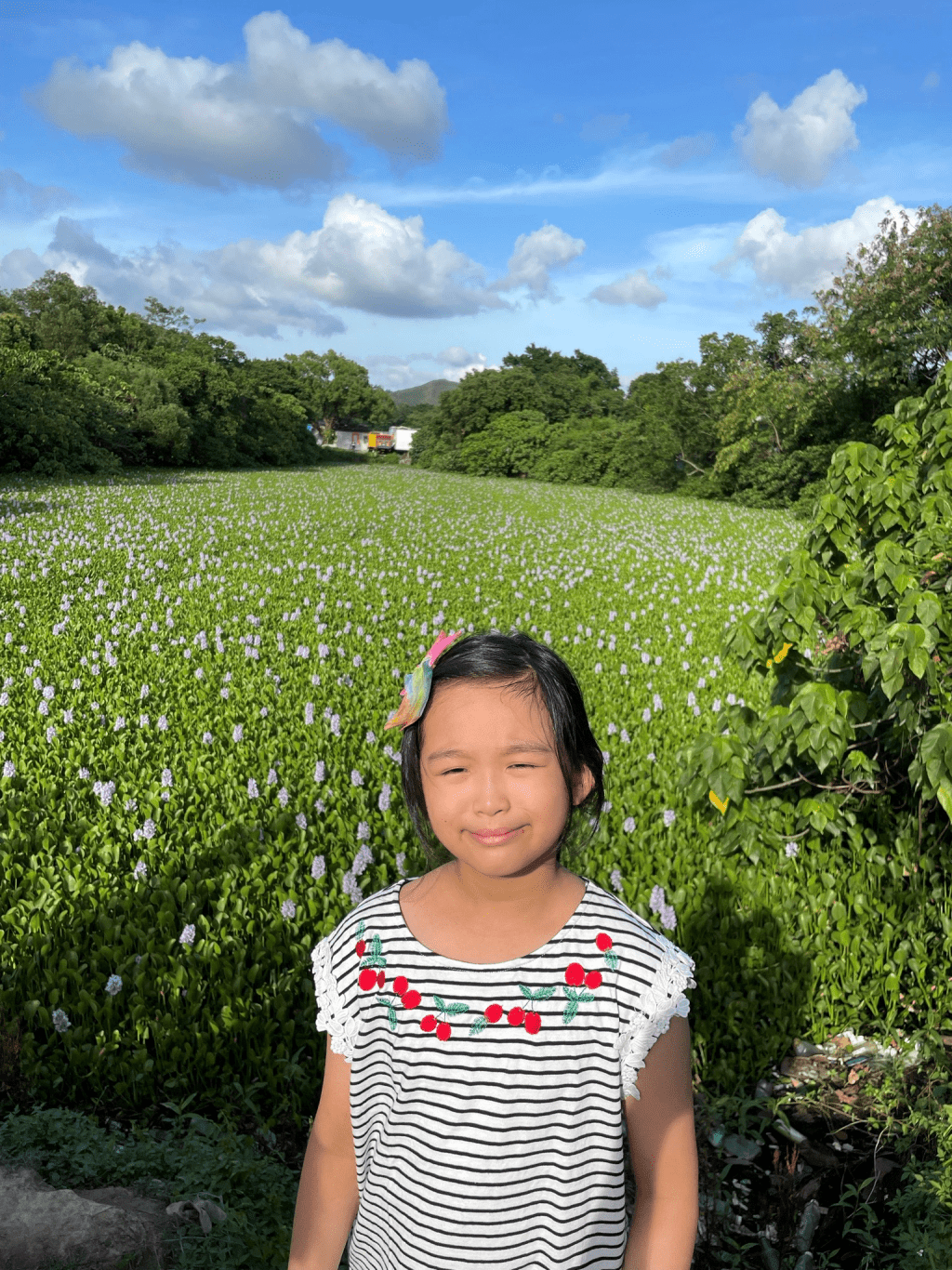 鳳眼藍真的很美，只是拍照當下太陽太猛，眼睛都瞇起來。