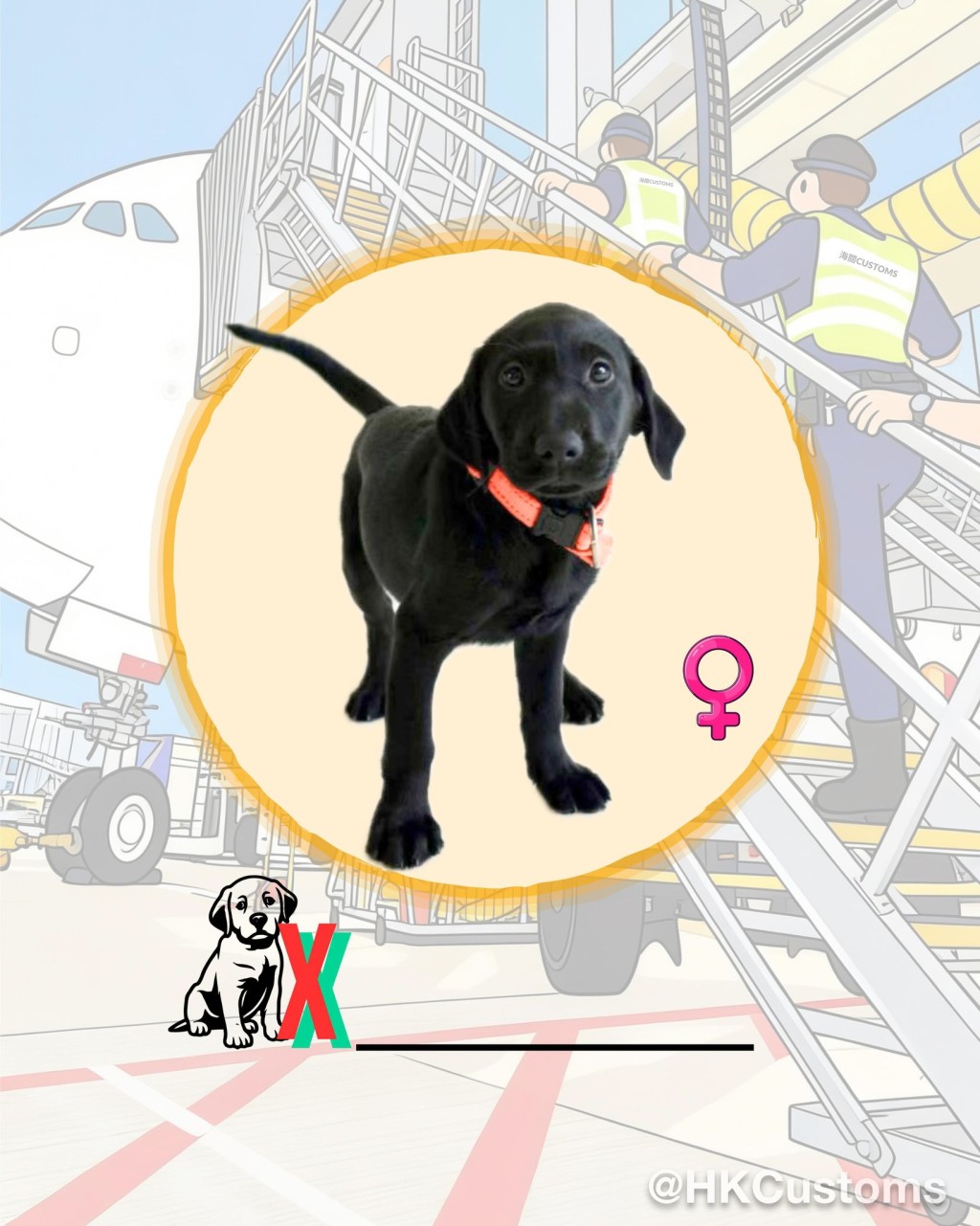 海關舉辦搜查犬BB命名比賽，邀請公眾為9隻拉布拉多尋回犬BB命名。海關facebook圖片