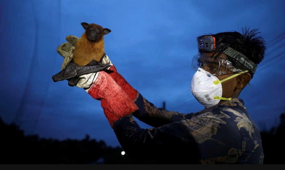 尼帕病毒可透過多種途徑傳播，包括直接接觸受感染動物，如豬、馬或蝙蝠的呼吸道分泌物或組織。路透社資料圖