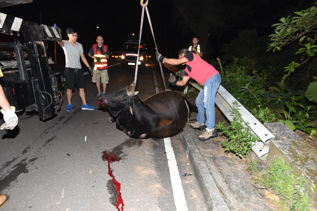 新界及大嶼山以往經常發生車撞牛事故。(資料圖片)