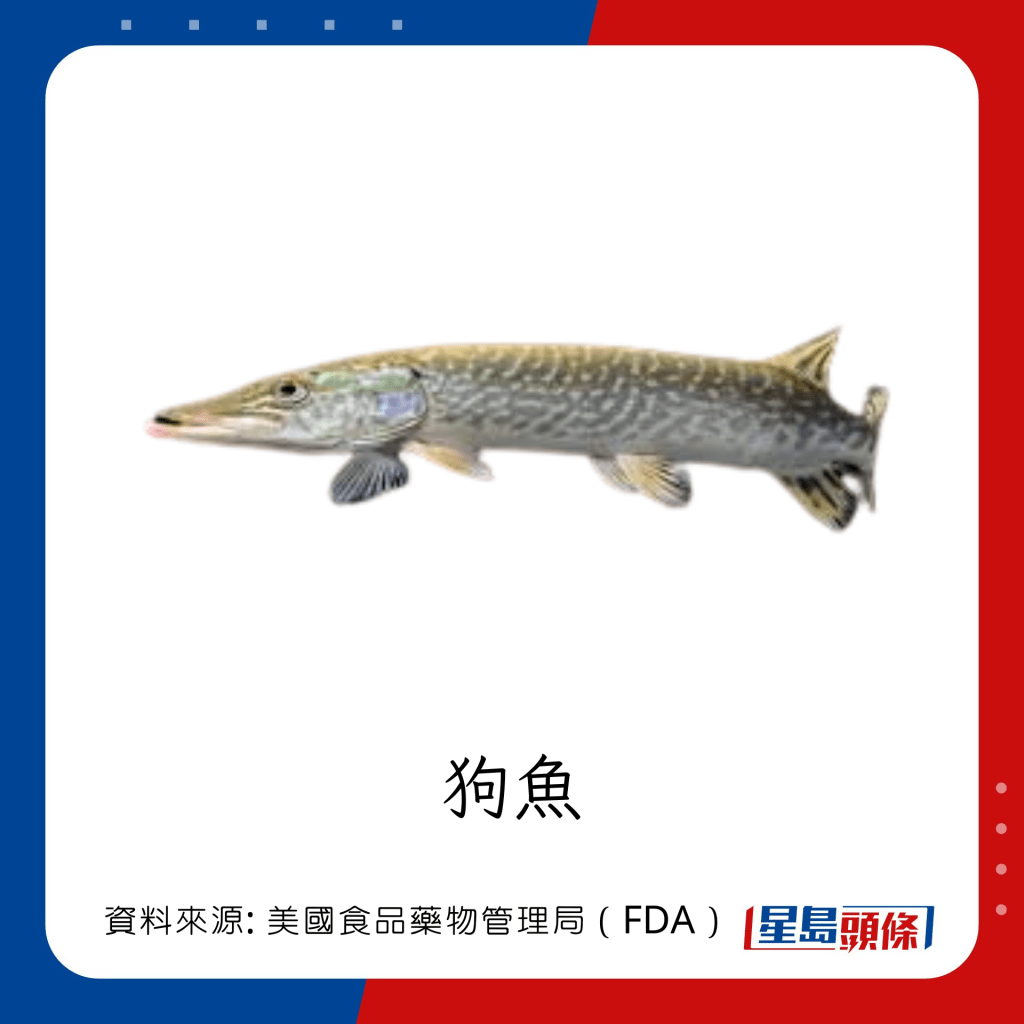 低水銀魚類 狗魚