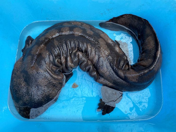 日本水族館發現兩隻中國純種「娃娃魚」。