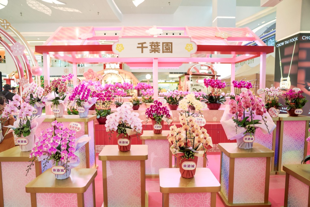 楊小龍指,是次展會特別帶來20款新品蘭花。 楊小龍指,是次展會特別帶來20款新品蘭花。